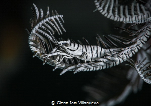 This a photo of a crinoid shrimp hanging out inside this ... by Glenn Ian Villanueva 